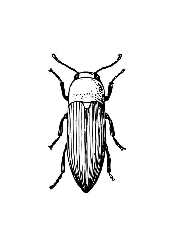 Beetle 2 flash design