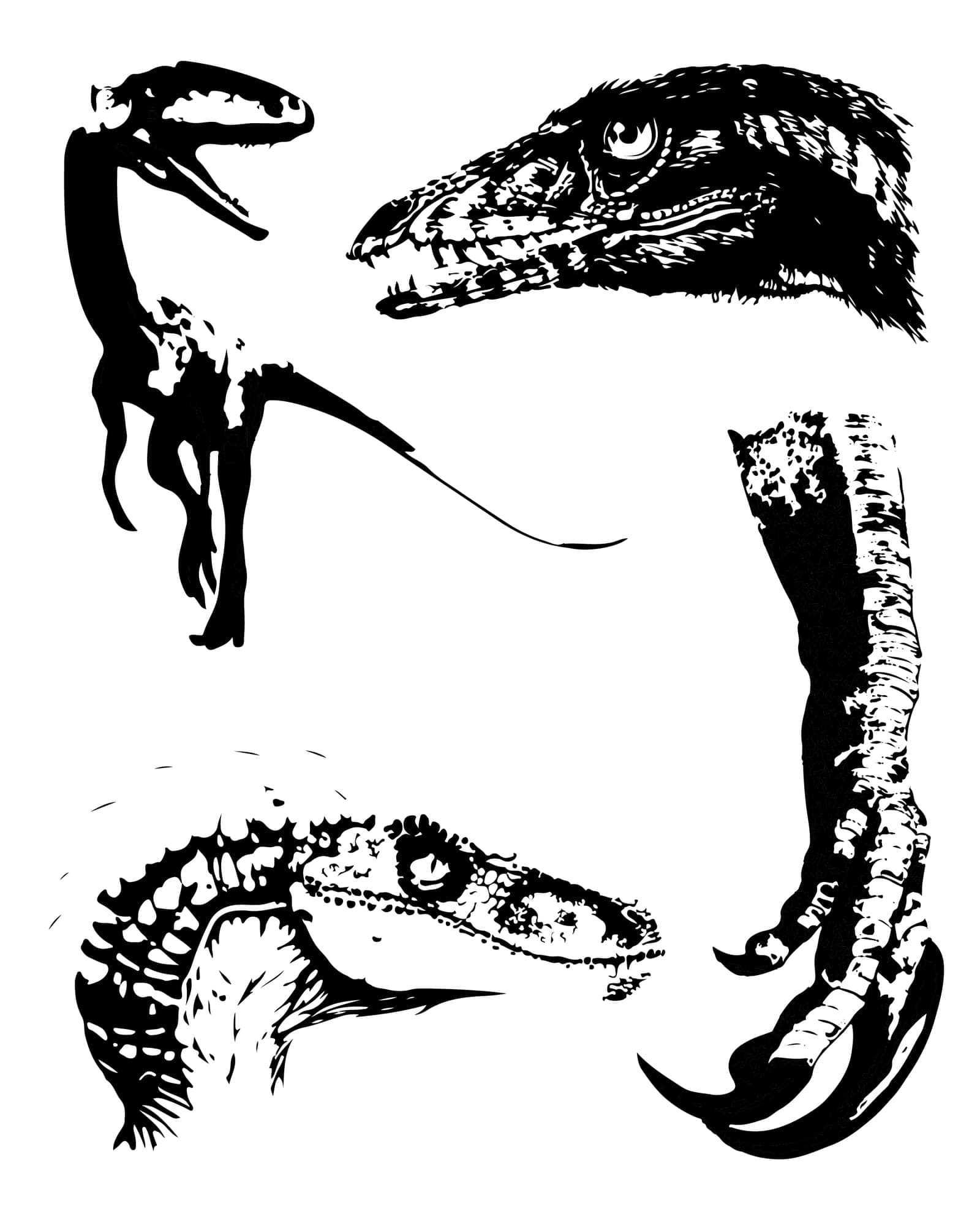 Dinos flash design