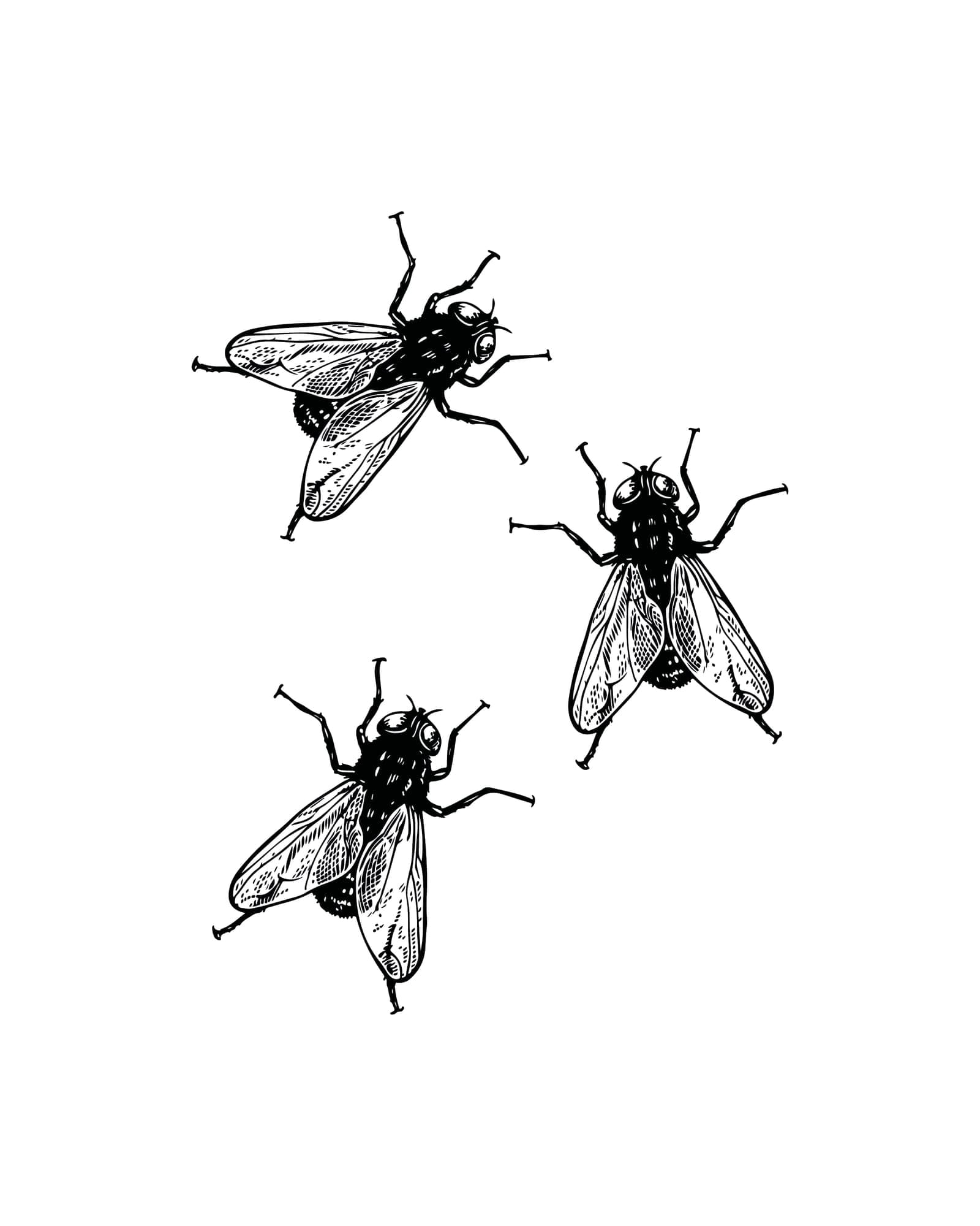 Flys flash design