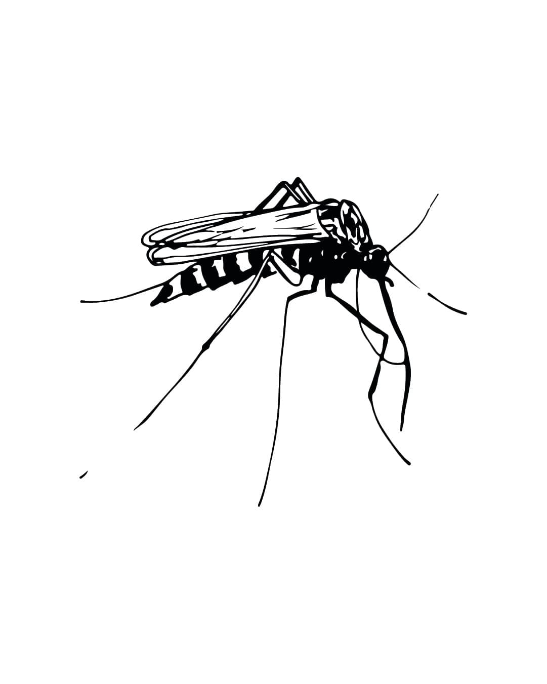 Mosquito flash design