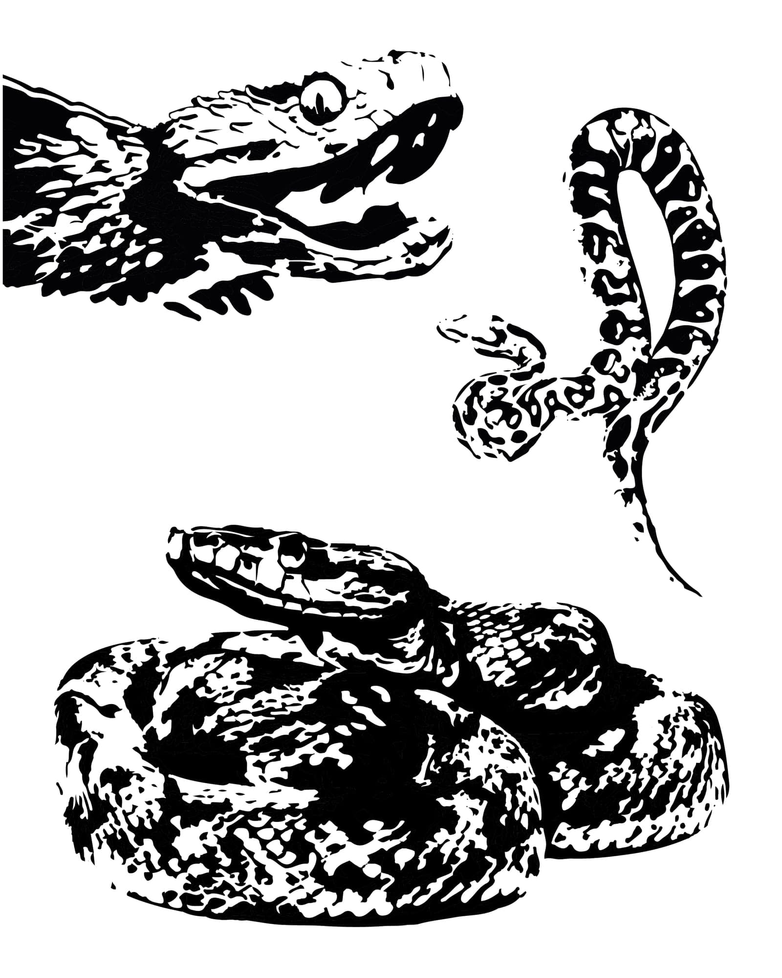 Snakes flash design
