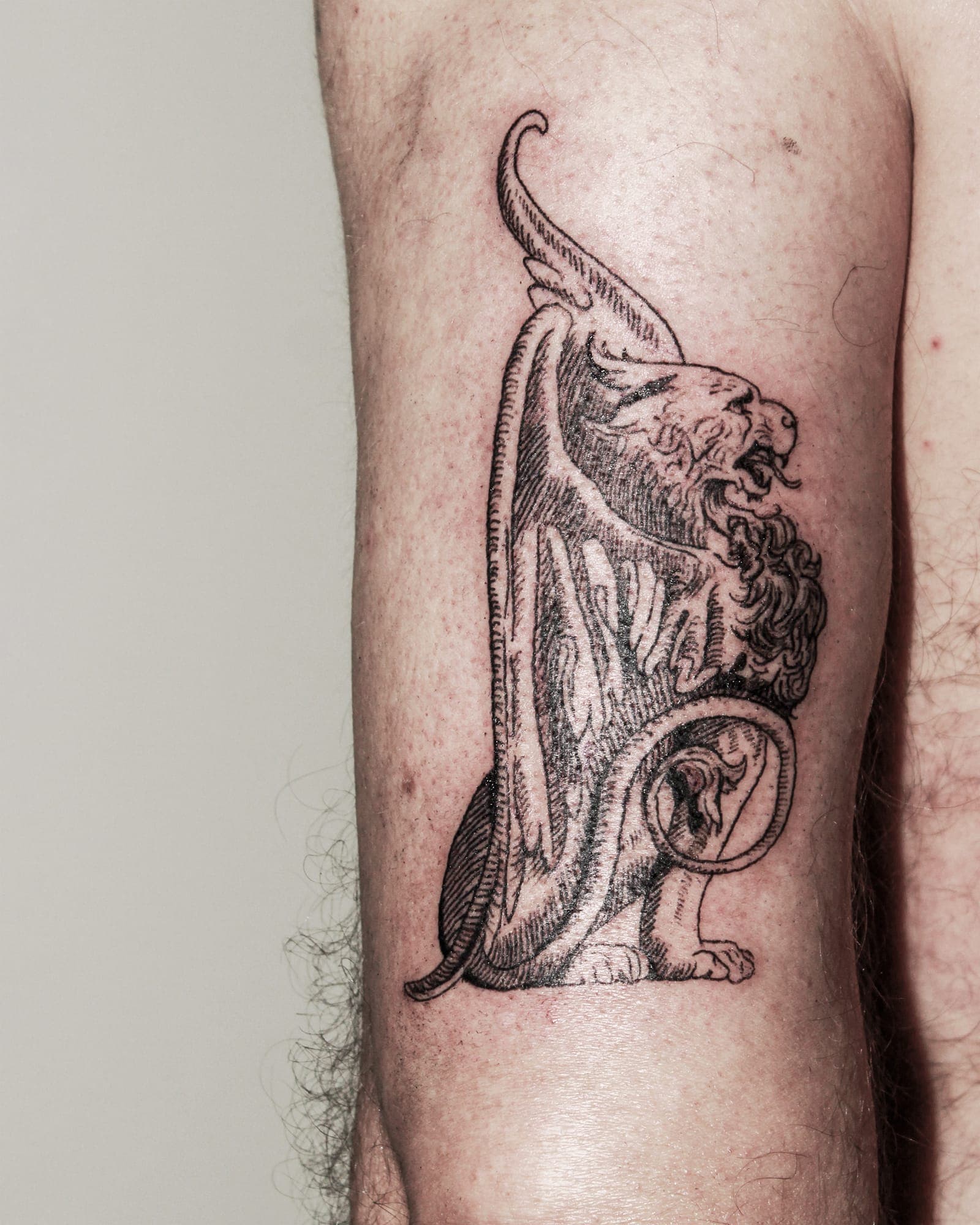 Lion 2 tattoo