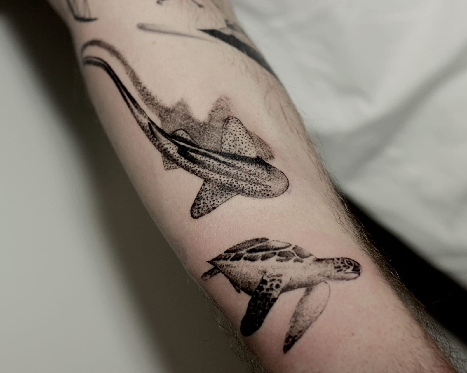 Sharks 2 tattoo
