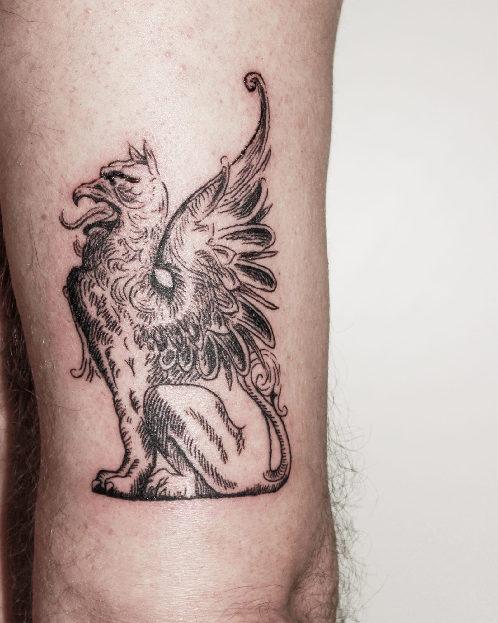 Lion tattoo