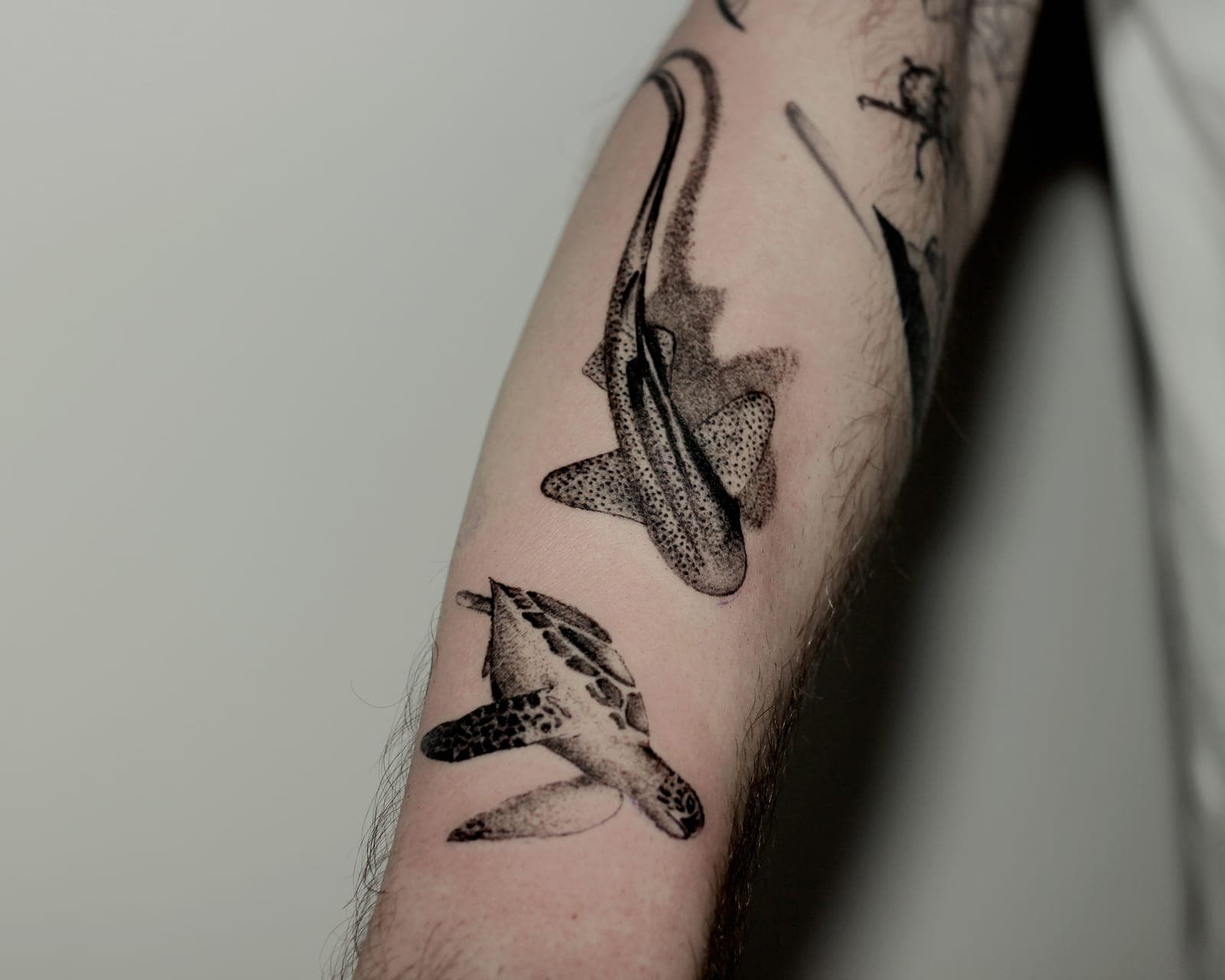 Sharks tattoo